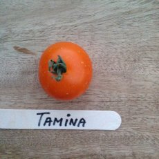 Tomaat Tamina 1 plant in pot