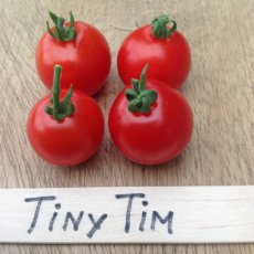 Tomaat Tiny Tim 1 plant in pot P9