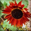 ZBETDZOVEQU Sunflower Velvet Queen BIO Helianthus annuus 25 seeds TessGruun