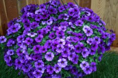 Petunia Hangpetunia Blue Wave Trailing 200 zaden TessGruun