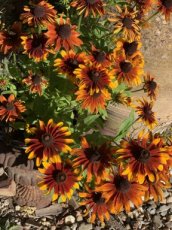 ‘Chocolate Orange’ TessGruun Rudbeckia hirta