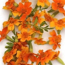 Citrusafrikaantjes Orange Gem 50 zaden TessGruun