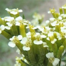Tagetes minuta Huacatay TessGruun