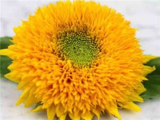 Zonnebloem Teddy Bear BIO Helianthus annuus 10 zaden TessGruun