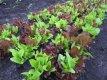Cutting Salad Babyleaf Mix 1 GRAM TessGruun