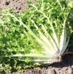 Endive (Curul) Endive frisée Wallone BIO De Bolster (1020)