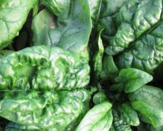 Epinard Bloomsdale Long Standing Riccio d'Asti TessGruun