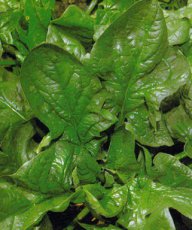 ZBLTPSPGIWI Spinach Giant Winter TessGruun 3 grams