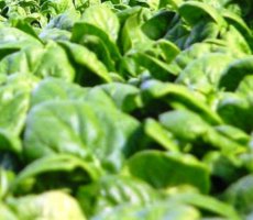 Epinard Medania TessGruun