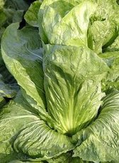 Chicorée Pain de Sucre Zuckerhut TessGruun