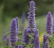 Dropplant (Agastache Foeniculum) TessGruun