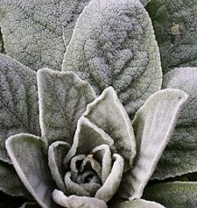 Ezelsoren  Stachys byzantina TessGruun