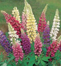 Vaste lupine, gemengd Lupinus polyphyllus TessGruun