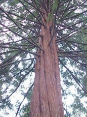 ZBOTWSESE Kustmammoetboom Sequoia Sempervirens - Coast Redwood 10 zaden TessGruun