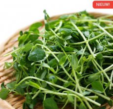 Pois Vert (Germe) – BIO De Bolster (9036)