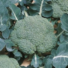 Brocoli "Belstar F1" BIO De Bolster (1465