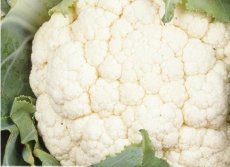Cauliflower Herfstreuzen 2 TessGruun