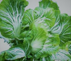 Chou Cabus penca de Mirandela TessGruun