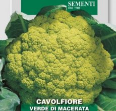 ZKOTFBLVEDIMA Cauliflower Verde di Macerata TessGruun