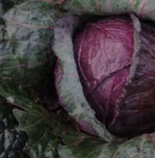 Chou rouge Mammoth Red Rock 0.5gr. +-150 graines TessGruun