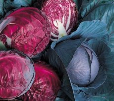 Chou rouge Red Drumhead BIO TessGruun