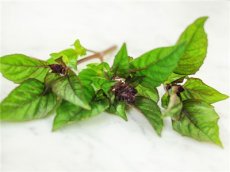 Basilic Persian Bio TessGruun