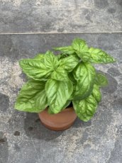 Basilic A Foglia Di Lattuga Bio TessGruun