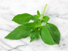 Basilic Lime Bio TessGruun