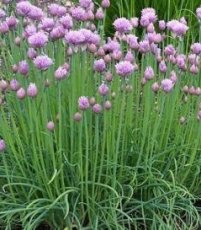Ciboulette Fine Allium schoenoprasum BIO TessGruun