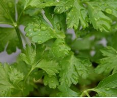 Peterselie Gigante d’ Italia BIO TessGruun