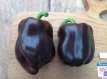 Paprika Chocolate Beauty 10 zaden BIO TessGruun