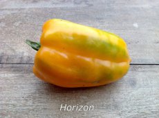 ZPATGHOR Sweet Pepper Horizon 10 seeds TessGruun