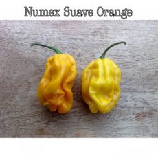 ZPETGNUSUOR Chile Numex Suave Naranja 10 semillas TessGruun