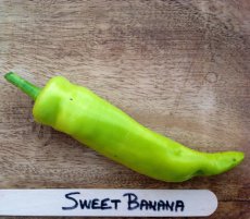 ZPATGSWBA Sweet Pepper Sweet Banana 10 seeds TessGruun