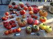 Tomatenzaden pakket: 10 soorten unieke heirloom tomaten (10 zaden per soort)