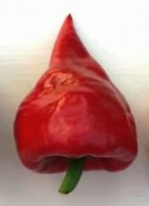 ZPATKKABO Sweet Pepper Kaboutermuts Gnome hat 10 seeds TessGruun
