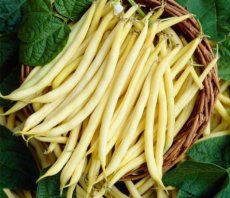 Haricot Commun Dior - BIO De Bolster (1218)