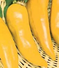 Paprika Corno di Toro Giallo 10 zaden BIO TessGruun