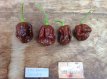 Piment 7 Pod Brainstrain Chocolate 5 graines TessGruun