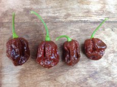 Piment 7 Pod Brainstrain Chocolate 5 graines TessGruun