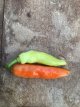 Hot Pepper Aji Cristal 5 seeds