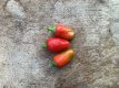 Hot Pepper Apache 5 seeds
