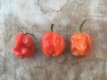 Hot Pepper Bahamian Beast Peach 10 seeds TessGruun