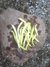 HARICOT MANGETOUT De Rocquencourt 25 graines