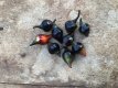 ZPETGBIBL Hot Pepper Biquinho Black 5 seeds