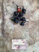 ZPETGBIBL Chile Biquinho Black 5 semillas
