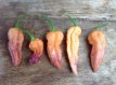 Piment Bhut Jolokia Ghost Salmon 10 graines TessGruun