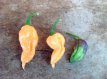 Piment Bhut Jolokia Ghost Salmon 10 graines TessGruun