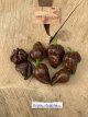 Bhut Jolokia Ghost X Chocolate Habanero 5 zaden TessGruun
