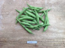 Haricot Mangetout Saxa 25 graines TessGruun